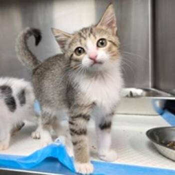 Yzma Carlsbad -  Domestic Short Hair Cat for Adoption in Denver, Colorado - Yzma Carlsbad | PetCurious