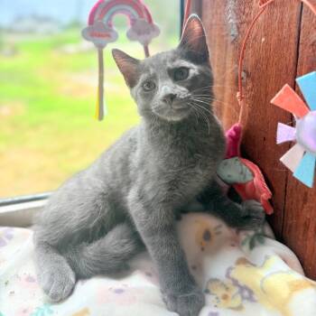 Fern -  Domestic Medium Hair Cat for Adoption in Harlingen, Texas - Fern | PetCurious