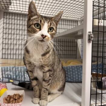 Rescue Domestic Short Hair Cats for Adoption in Trenton, New Jersey - Lyra | PetCurious
