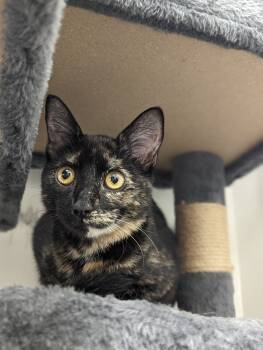 Rescue Domestic Short Hair Cats for Adoption in Fort Collins, Colorado - Mittens | PetCurious
