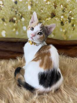 Rosie -  Calico Cat for Adoption in Pasadena, Texas - Rosie | PetCurious