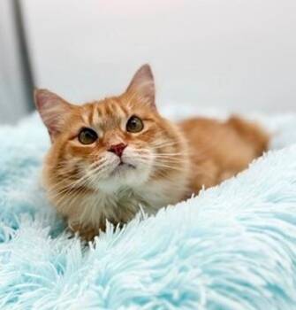 Domestic Long Hair Cats Available for Adoption - Leda (three Legs) | PetCurious