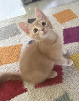 Oatmeal -  Domestic Short Hair Cat for Adoption in Saginaw, Michigan - Oatmeal | PetCurious