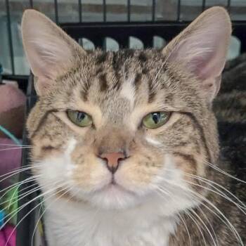 Tabby and Domestic Short Hair Cats Available for Adoption in Huntley, Illinois - Chevy | PetCurious