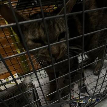 Hepi -  Domestic Short Hair Cat for Adoption in Philadelphia, Pennsylvania - Hepi | PetCurious