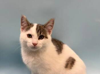 Bark -  Domestic Medium Hair and Domestic Short Hair Cat for Adoption in Woodbury, Minnesota - Bark | PetCurious