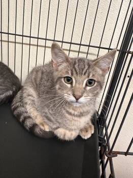 George Weasley -  Domestic Short Hair Cat for Adoption in Plymouth, Connecticut - George Weasley | PetCurious