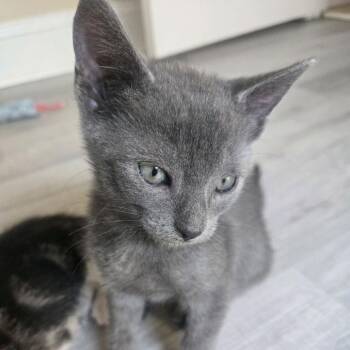 Espen -  Domestic Short Hair Cat for Adoption in Peachtree City, Georgia - Espen | PetCurious