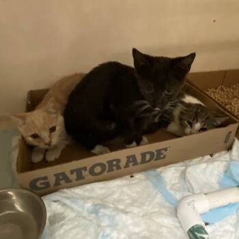 Rescue Domestic Short Hair Cats for Adoption in Westminster, California - Eurhythmic | PetCurious