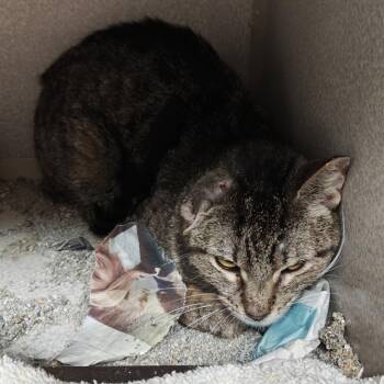 Crystal -  Domestic Short Hair Cat for Adoption in Madison, Wisconsin - Crystal | PetCurious