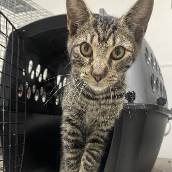 Burrito -  Domestic Short Hair Cat for Adoption in Philadelphia, Pennsylvania - Burrito | PetCurious