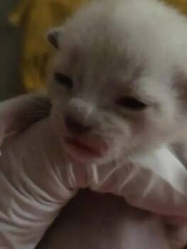 Siamese Cats Available for Adoption in Wyoming, Michigan - Stevie | PetCurious