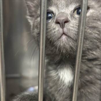 Bermuda [beige] -  Domestic Short Hair Cat for Adoption in Baltimore, Maryland - Bermuda [beige] | PetCurious