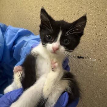 Vampire Bat -  Domestic Short Hair Cat for Adoption in Pekin, Illinois - Vampire Bat | PetCurious