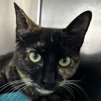 Domestic Short Hair Cats Available for Adoption in Leander, Texas - Wanda | PetCurious
