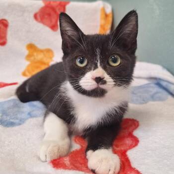 Tweety -  Domestic Short Hair Cat for Adoption in Attica, New York - Tweety | PetCurious