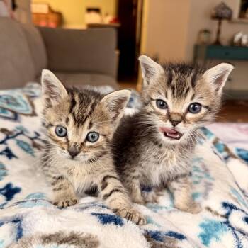 Rescue Domestic Short Hair Cats for Adoption in Tustin, California - Jingle & Kringle~ Bonded Brothers | PetCurious