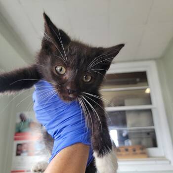 Rescue Domestic Short Hair Cats for Adoption in Troy, Illinois - Moon | PetCurious