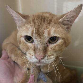 Cardiff -  Domestic Short Hair Cat for Adoption in Evanston, Illinois - Cardiff | PetCurious