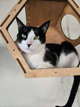 Arthur 4 -  Domestic Short Hair Cat for Adoption in Tucson, Arizona - Arthur 4 | PetCurious