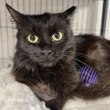 Rosalie (Purple Collar) -  Domestic Medium Hair Cat for Adoption in Puslinch, Ontario - Rosalie (Purple Collar) | PetCurious