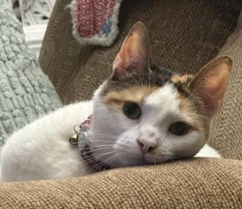 Calico Cats Available for Adoption - Josephine | PetCurious