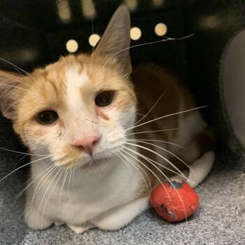 Guero -  Domestic Short Hair Cat for Adoption in Pasadena, California - Guero | PetCurious