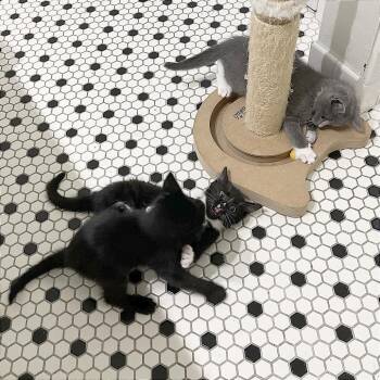 Domestic Short Hair Cats Available for Adoption in Pleasant Hill, California - Calabasa | PetCurious