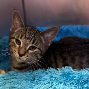 Catacomb -  Domestic Short Hair Cat for Adoption in York, Pennsylvania - Catacomb | PetCurious