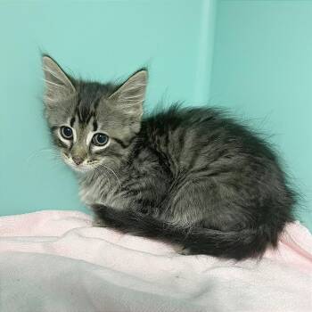 Yogi -  Domestic Medium Hair Cat for Adoption in Owosso, Michigan - Yogi | PetCurious