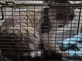 CINCINNATI -  Domestic Short Hair Cat for Adoption in San Antonio, Texas - CINCINNATI | PetCurious