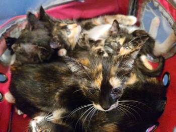 Rescue Domestic Short Hair Cats for Adoption in Tustin, California - ANACAPA | PetCurious