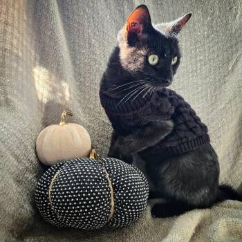 Rescue Domestic Short Hair Cats for Adoption in Winnipeg, Manitoba - Ravyn | PetCurious