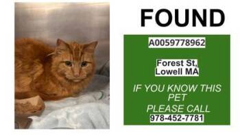 Rescue Domestic Long Hair and Domestic Short Hair Cats for Adoption in Lowell, Massachusetts - Forest | PetCurious