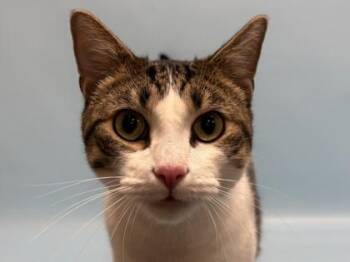 Pete -  Domestic Short Hair Cat for Adoption in Golden Valley, Minnesota - Pete | PetCurious