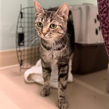 Vicki -  Domestic Short Hair Cat for Adoption in Pittsford, Vermont - Vicki | PetCurious