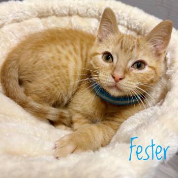 Rescue Domestic Short Hair Cats for Adoption in Bethel, Ohio - Fester | PetCurious