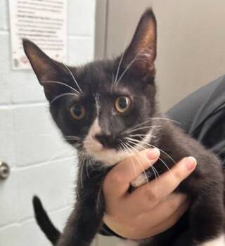 Indy -  Domestic Short Hair Cat for Adoption in Munster, Indiana - Indy | PetCurious