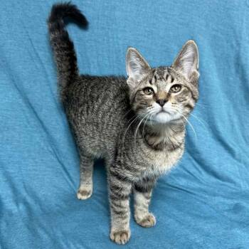 Rescue Domestic Short Hair Cats for Adoption in Waterloo, Iowa - Grant | PetCurious