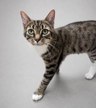Sangria -  Domestic Short Hair Cat for Adoption in Rixeyville, Virginia - Sangria | PetCurious