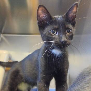 Van Helsing -  Domestic Short Hair Cat for Adoption in Rock Falls, Illinois - Van Helsing | PetCurious
