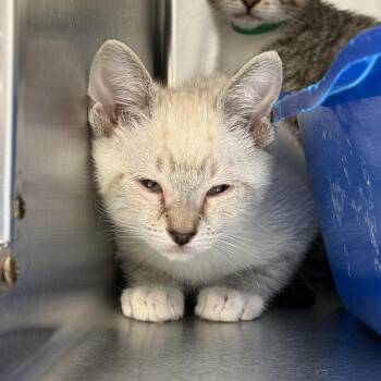 Cub (bonded w/ Princess) -  Domestic Short Hair Cat for Adoption in Oakland, California - Cub (bonded W/ Princess) | PetCurious
