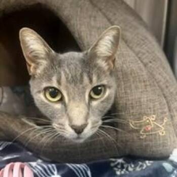 Baby Kitty -  Domestic Short Hair Cat for Adoption in Allegan, Michigan - Baby Kitty | PetCurious