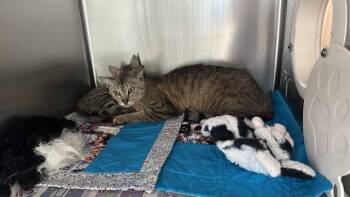 Domestic Short Hair Cats Available for Adoption in Riverside, California - ARIANA | PetCurious