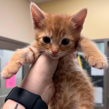 Domestic Short Hair Cats Available for Adoption in Roanoke, Virginia - Bigi | PetCurious