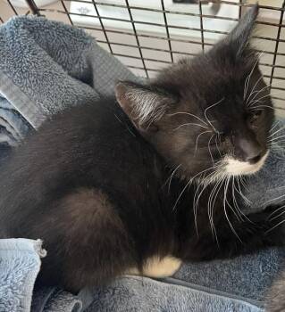 *Delta Frost* -  Domestic Short Hair Cat for Adoption in Salt Lake City, Utah - *Delta Frost* | PetCurious