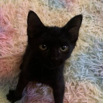 Rescue Domestic Short Hair Cats for Adoption in Pleasanton, California - Chance | PetCurious
