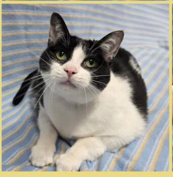 Marge -  Domestic Short Hair Cat for Adoption in Grand Rapids, Michigan - Marge | PetCurious