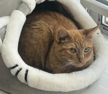 Tabby Cats Available for Adoption - Skipper | PetCurious