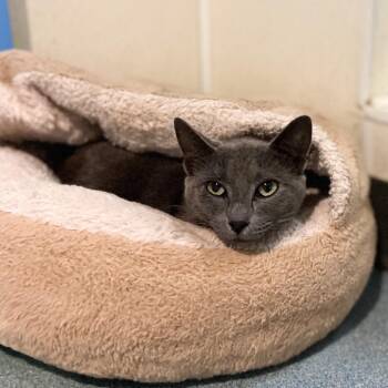 Russian Blue Cats Available for Adoption in Austin, Texas - Ewa | PetCurious